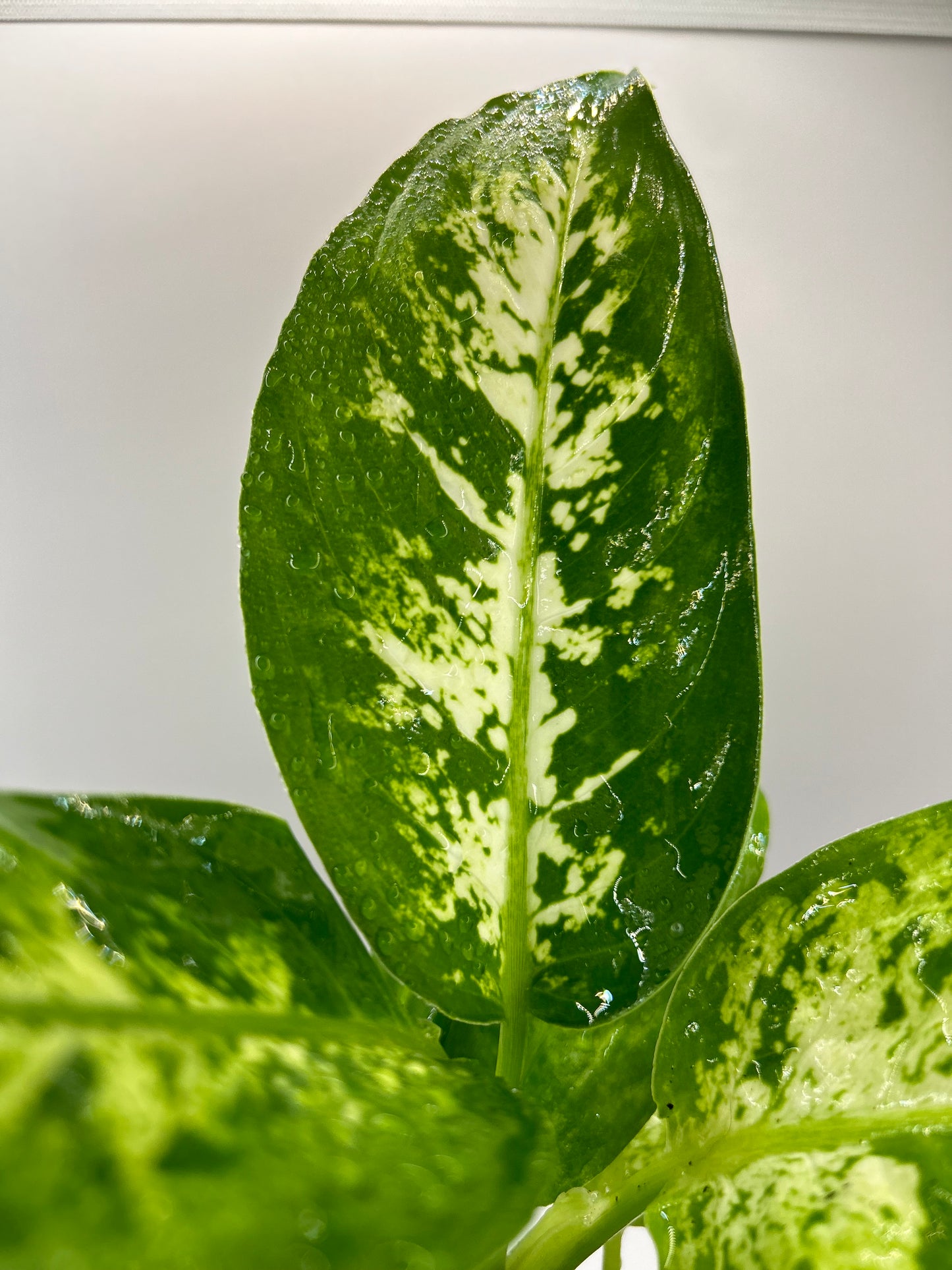 Dieffenbachia 6" Pot