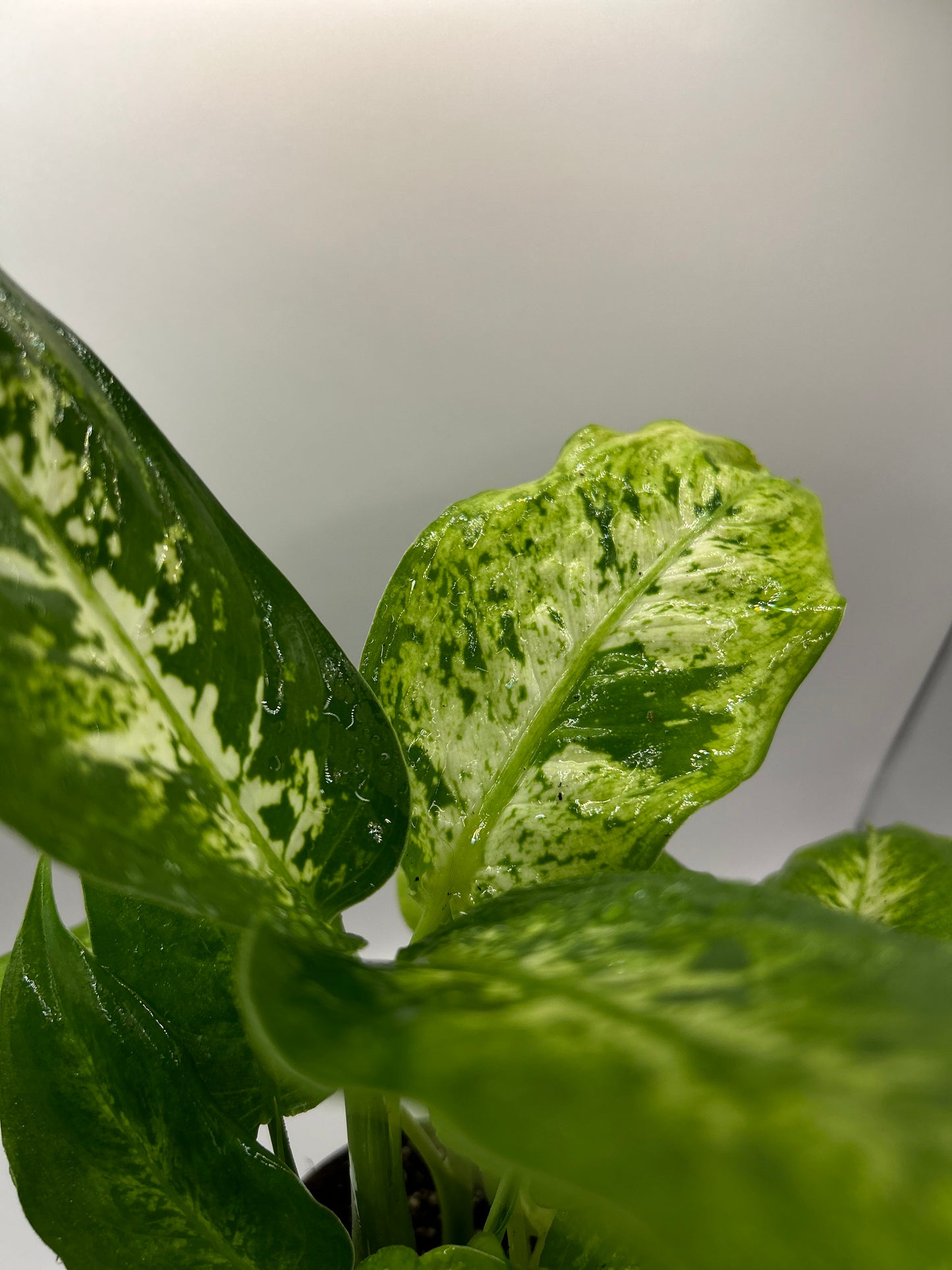 Dieffenbachia 6" Pot