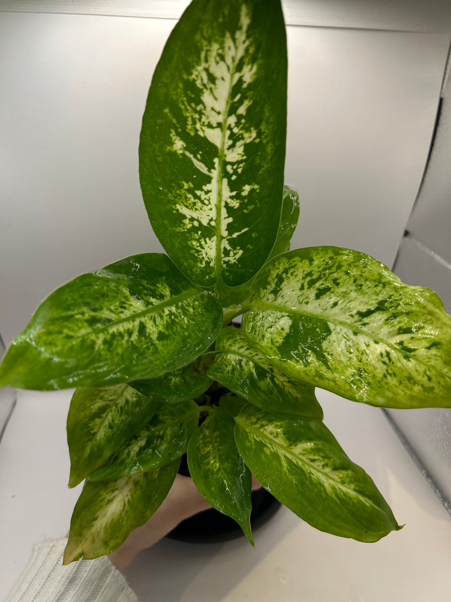 Dieffenbachia 6" Pot