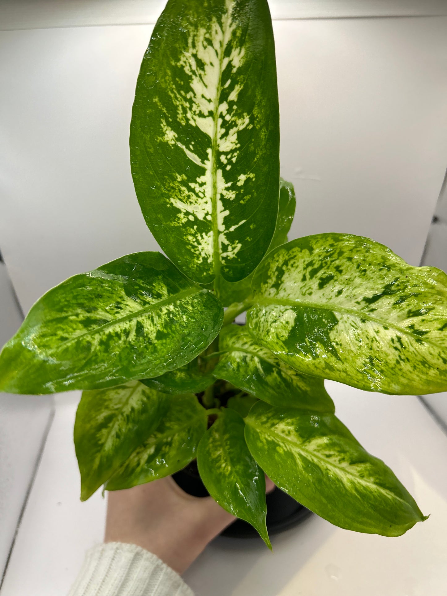 Dieffenbachia 6" Pot