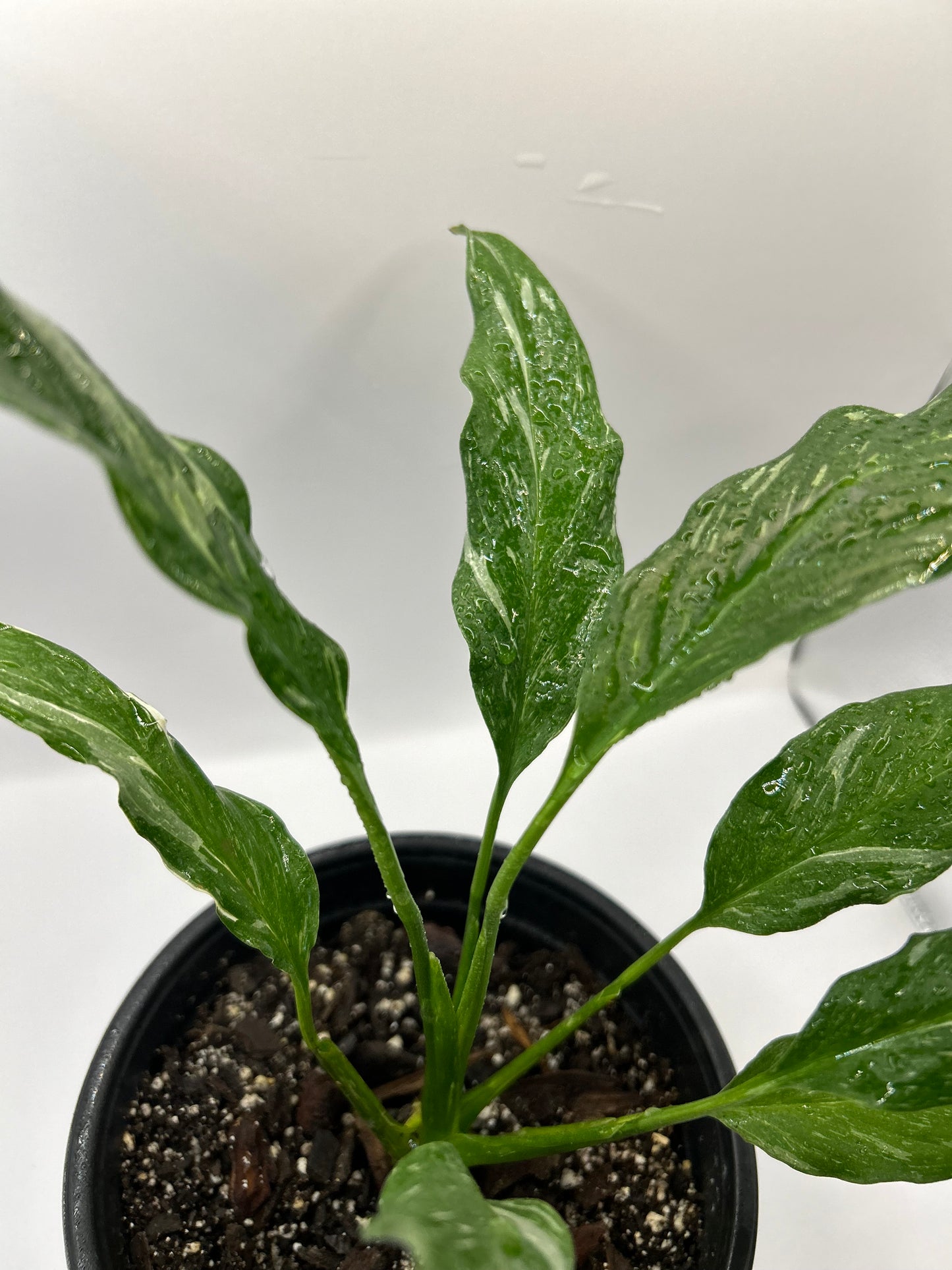 Variegated Peace Lily Domino Plant 6" Pot