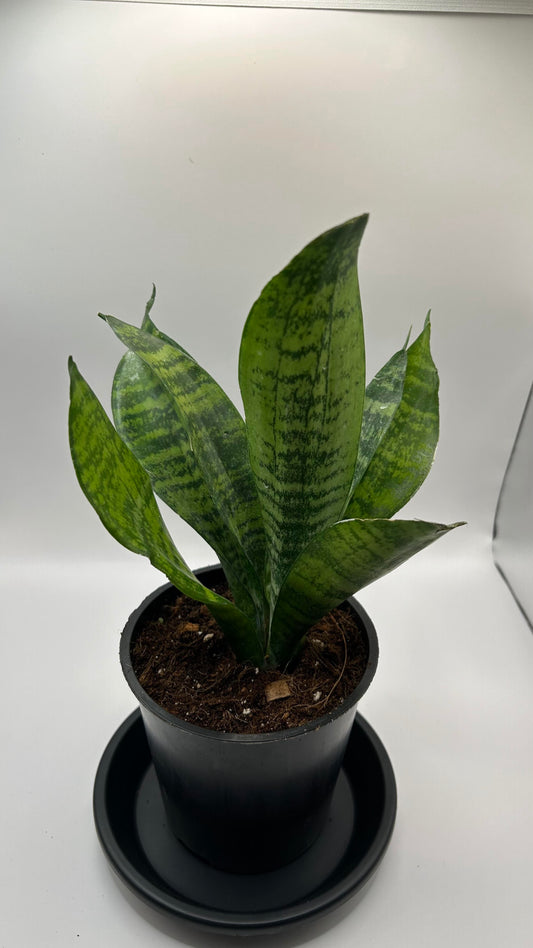 Snake Plant 4" pot